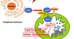 Translocation of HSP47 and generation of mitochondrial reactive oxygen species in human neuroblastoma SK-N-SH cells following electron and X-ray irradiation - Medicine Innovates