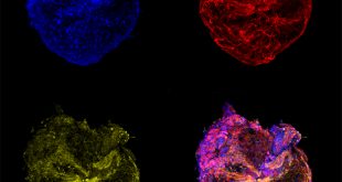 Novel biomimetics promote dynamic cell-driven remodeling of their microenvironment - Medicine Innovates