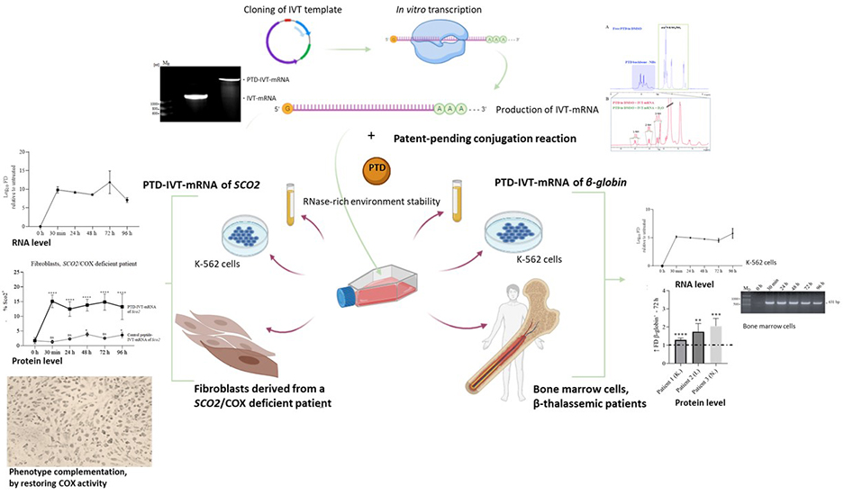 Development of a novel PTD-mediated IVT-mRNA delivery platform for potential protein replacement therapy of metabolic/genetic disorders - Medicine Innovates