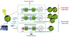 A mixotrophic cultivation strategy was applied for simultaneous improvement of biomass and photosynthetic efficiency in freshwater microalga Scenedesmus obliquus - Medicine Innovates