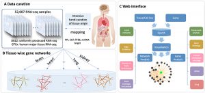 TissueNexus: a bodymap of human gene networks across 49 tissues or cell lines may help understand diseases better - Medicine Innovates