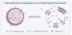 Lipid-Coated CaCO3 Nanoparticles as Tumor Acidity Responsive Nanocarriers - Medicine Innovates