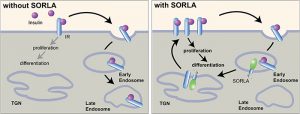 SORLA is needed for insulin-induced expansion of visceral adipocytes