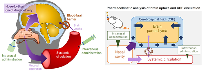 Effect of Cerebrospinal Fluid Circulation on Nose-to-Brain Direct Delivery and Distribution of Caffeine in Rats - Medicine Innovates
