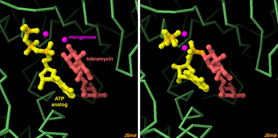 A polypeptide model for toxic aberrant proteins induced by aminoglycoside antibiotics - Medicine Innovates
