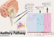 The Auditory Afferent Pathway as a Clinical Marker of Alzheimer's Disease - Medicine Innovates