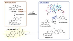 Why do the different positions of nitro groups in nitro-polycyclic aromatic hydrocarbons significantly affect their mutagenicity? - Medicine Innovates