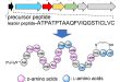 Biosynthetic Gene Cluster of Linaridin Peptides Contains Epimerase Gene - Medicine Innovates
