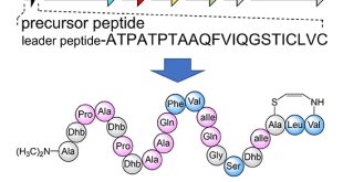 Biosynthetic Gene Cluster of Linaridin Peptides Contains Epimerase Gene - Medicine Innovates