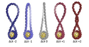 emDNA – A Tool for Modeling Protein-decorated DNA Loops and Minicircles at the Base-pair Step Level - Medicine Innovates