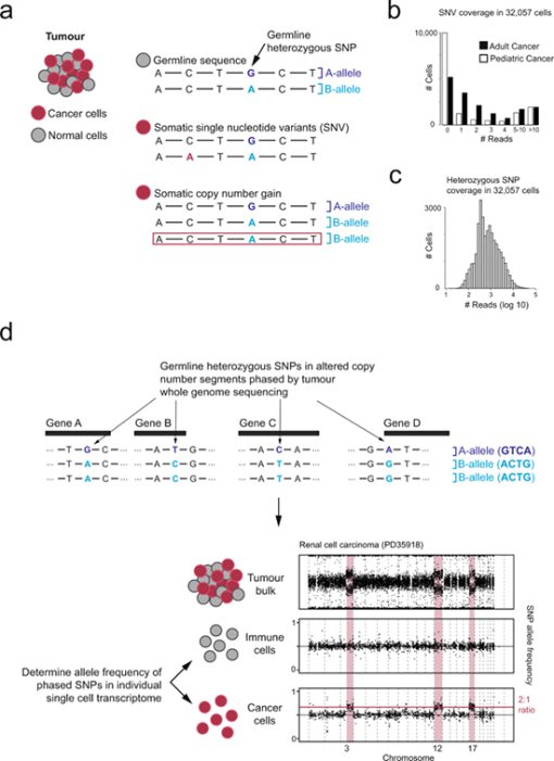 A new single-cell sequencing to validate new cancer cell types ...