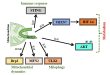 Regulation of Metabolism by Mitochondrial MUL1 E3 Ubiquitin Ligase - Medicine Innovates