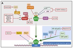 Nonalcoholic steatohepatitis can be ameliorated by reactivating the CNC-bZIP transcription factor Nrf2 - Medicine Innovates