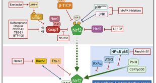 Nonalcoholic steatohepatitis can be ameliorated by reactivating the CNC-bZIP transcription factor Nrf2 - Medicine Innovates