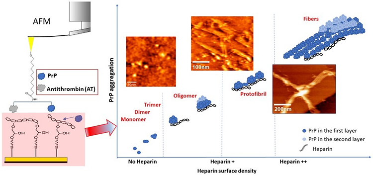 Following the Aggregation of Human Prion Protein on Heparin Functionalized Gold Surface in Real Time - Medicine Innovates