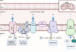Targeting cellular respiration as a therapeutic strategy in glioblastoma - Medicine Innovates