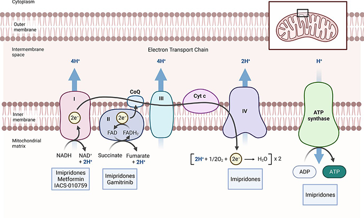 Targeting cellular respiration as a therapeutic strategy in glioblastoma - Medicine Innovates