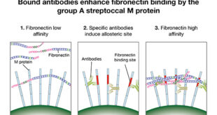 Unveiling the Paradox: How Specific Antibodies Fuel the Virulence of Group A Streptococci - Medicine Innovates