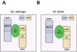 The Complex Interplay of Papillomavirus E2 Protein in Mitosis and Plasmid Segregation - Medicine Innovates