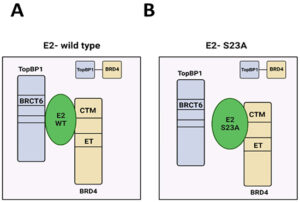 The Complex Interplay of Papillomavirus E2 Protein in Mitosis and Plasmid Segregation - Medicine Innovates