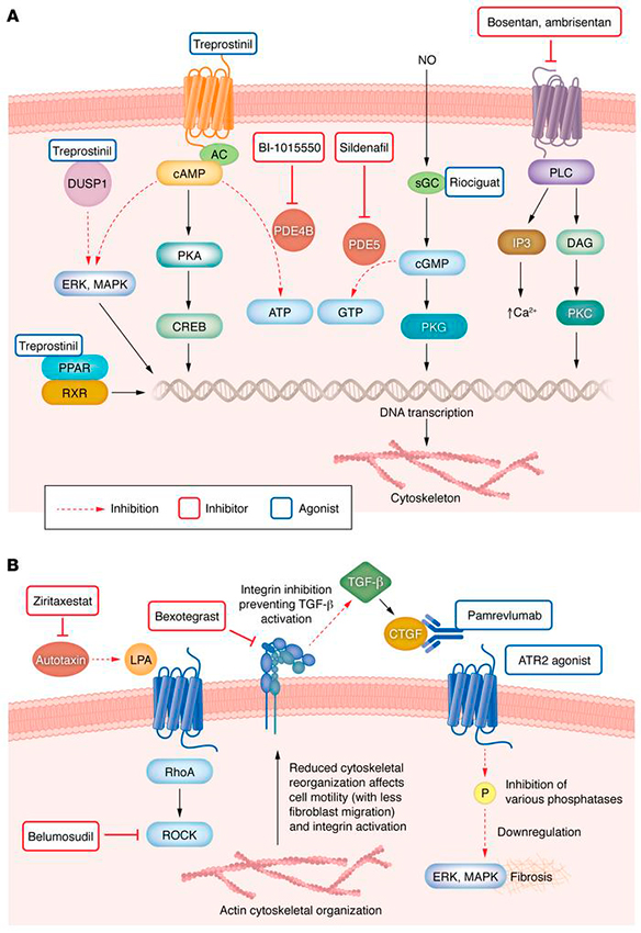 The Role of Endothelial Dysfunction in Idiopathic Pulmonary Fibrosis: A Pathway to Novel Therapeutic Approaches - Medicine Innovates