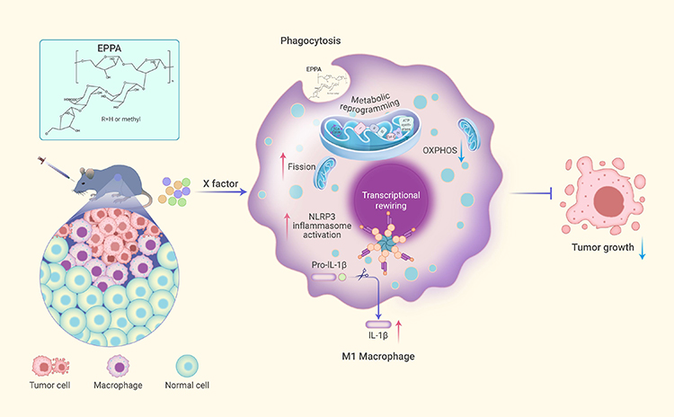 Echinacea's Power: Boosting Anti-Tumor Immunity with EPPA - Medicine Innovates