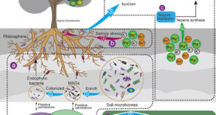 The Secrets of Monoterpene Production in Citrus: A Multidisciplinary Exploration - Medicine Innovates