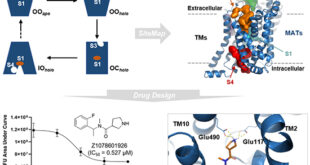 Computation-Driven Discovery of Cryptic Allosteric Sites and Novel Modulators of Monoamine Transporters - Medicine Innovates