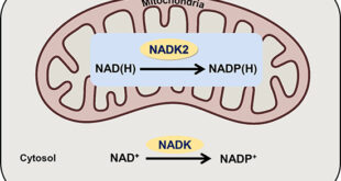 Mitochondrial NAD Kinase, a Key Player in NADP(H) Metabolism and its Implications in Health, Disease and Therapeutics - Medicine Innovates