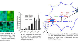 Extracellular Protons: a Novel Modulator of Tyrosine Hydroxylase Activity in Catecholaminergic Cells - Medicine Innovates