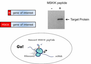 Improving Protein Production: The Role of Nascent MSKIK Peptide in E. coli - Medicine Innovates