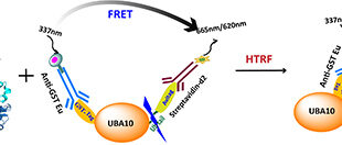 Development of USP7 Full-Length Protein in E. Coli for Enhanced HTRF Assays - Medicine Innovates