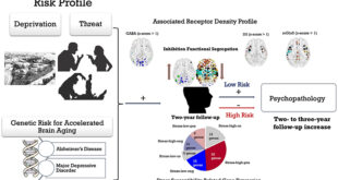 The Adolescent Brain: How Adversity Shapes Mental Health - Medicine Innovates