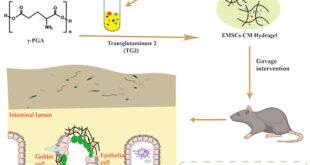 Colon-targeted EMSCs-CM Hydrogel Therapy for Ulcerative Colitis Treatment - Medicine Innovates - Medicine Innovates