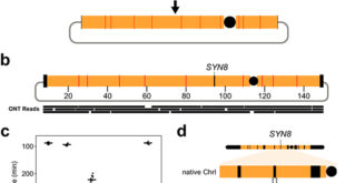 Crafting Life's Blueprint: Revolutionizing Genetics with CReATiNG Synthetic Chromosomes - Medicine Innovates