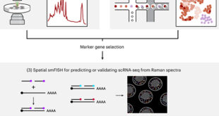 Raman2RNA  – Advancing Single-Cell Analysis with Nondestructive Imaging - Medicine Innovates