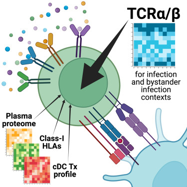 Understanding T Cell Phenotype and Persistence in Human Disease through TCR Sequences - Medicine Innovates