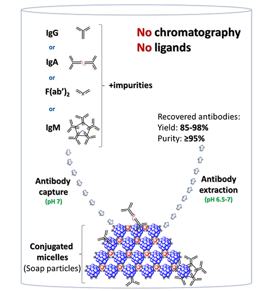 Novel Non-Chromatographic Platform for High-Efficiency Monoclonal Antibody Recovery - Medicine Innovates