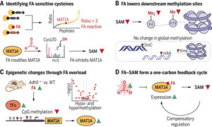 One-Carbon Metabolism: Formaldehyde's Role in S-Adenosylmethionine Biosynthesis and Disease - Medicine Innovates