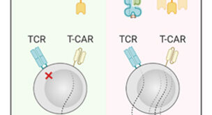 Synergizing adoptive cell therapy: Boosting Cancer Cell Targeting with Dual TCR/CAR Engineering - Medicine Innovates