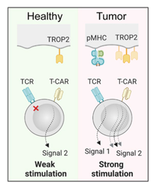 Synergizing adoptive cell therapy: Boosting Cancer Cell Targeting with Dual TCR/CAR Engineering - Medicine Innovates