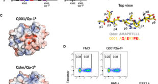 Dynamic Regulation of NKG2A/CD94 Checkpoint and MHC-E Ligand Presentation by the Peptide Loading Complex in Cancer Immunotherapy - Medicine Innovates