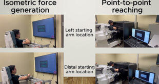 Harmonizing Movement: Unveiling the Universal Symphony of Muscle Synergies in Human Upper Limb Tasks - Medicine Innovates
