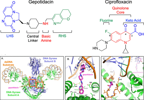 Gepotidacin: A Novel Triazaacenaphthylene Antibacterial with Dual-Targeting Mechanism Against E. coli Gyrase and Topoisomerase IV - Medicine Innovates