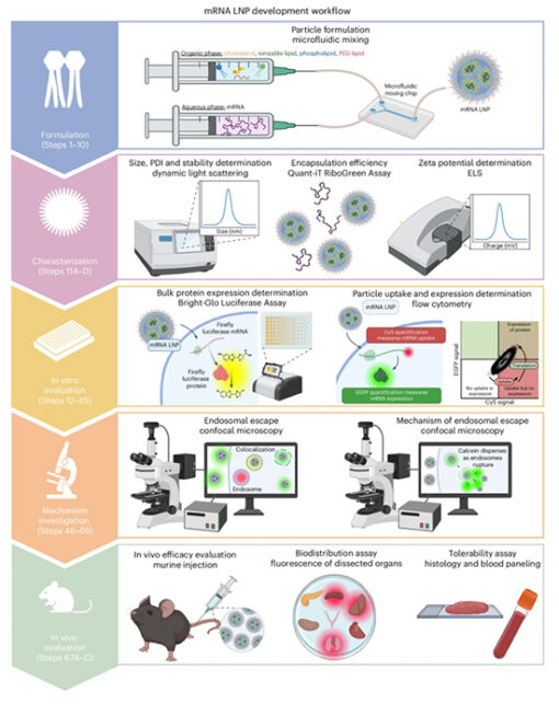 A Streamlined Protocol for mRNA Lipid Nanoparticle Development ...