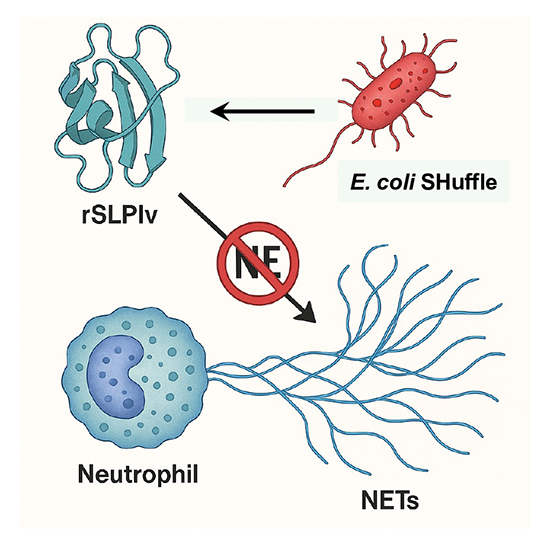 A Rationally Designed SLPI Variant Suppresses NETosis at Nanomolar Levels - Medicine Innovates