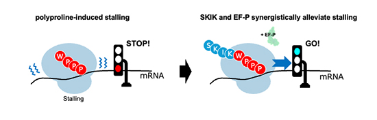 Nascent SKIK Peptide as a Minimal Module to Relieve Polyproline-Induced Ribosome Stalling and Enhance Translation Efficiency - Medicine Innovates